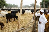 Le président du Nigeria Muhammadu Buhari (en blanc) dans sa ferme, avec son bétail. Photo : Daouda Aliyou