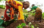 Les femmes jouent un rôle crucial dans l’agriculture africaine, comme ici à Akwa Ibom au sud du Nigeria. Photo : Daouda Aliyou
