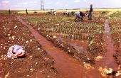 Au 25 avril, 62 % des cultures maraîchères de printemps sous irrigation étaient déjà installées, comme ici à El Hajeb, près de Meknès. Photo : Antoine Hervé