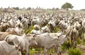 Au Togo, chaque année, environ 30 000 bovins transhument dans le pays à la recherche de pâturages. Photo : MAT